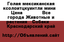 Голая мексиканская ксолоитцкуинтли мини › Цена ­ 20 000 - Все города Животные и растения » Собаки   . Краснодарский край